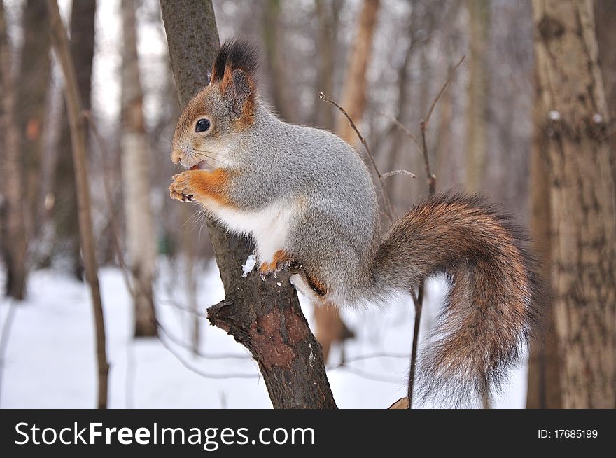 Red squirrel eats nuts on a tree. Red squirrel eats nuts on a tree.