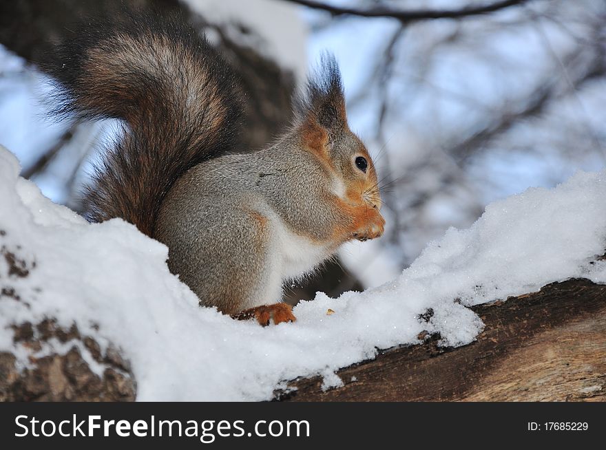 Red squirrel eats nuts on a tree. Red squirrel eats nuts on a tree.