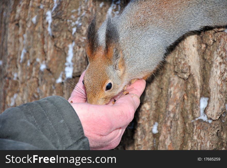 Red Squirrel.