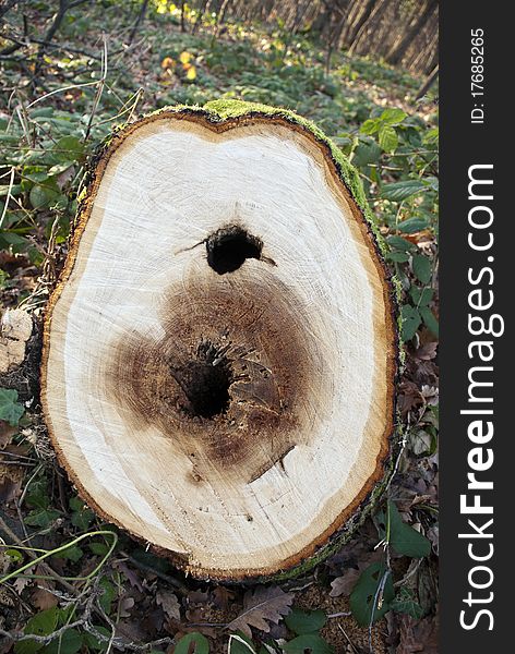 Close up of Tree Rings on Felled Stump
