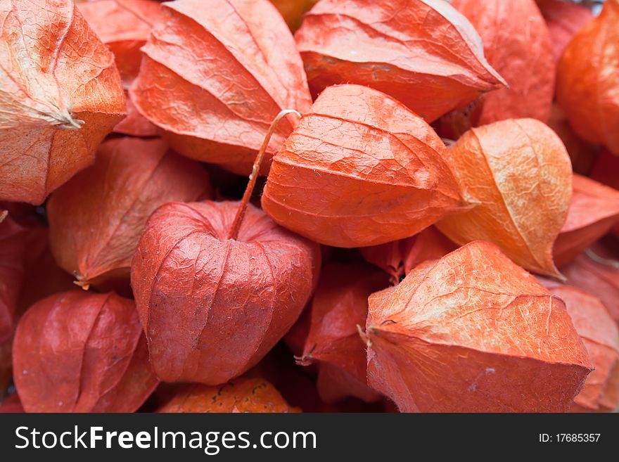 Soft red tones of ground cherry flowers.