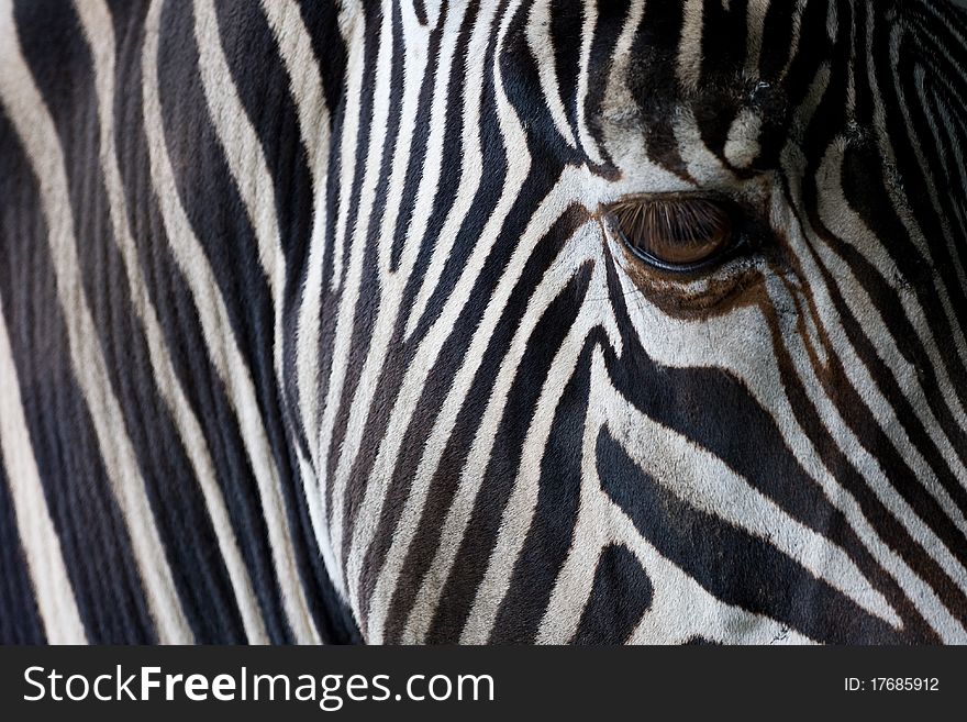 Closeup of a zebra's head. Closeup of a zebra's head