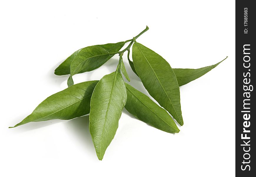 One isolated green tangerine's branch on the white background