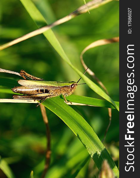 Grasshopper in the grass on a sunny day