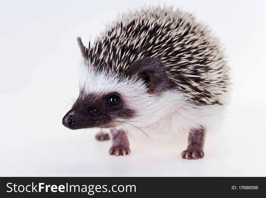 Cute baby hedgehog on white background. Cute baby hedgehog on white background.