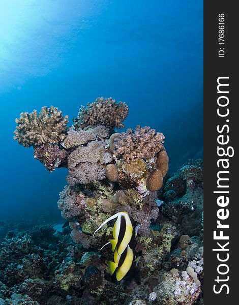 Beautiful fish and colorful coral reef in the Red Sea, Egypt