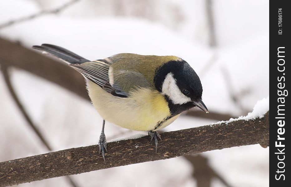 Great Tit - a close-up image
