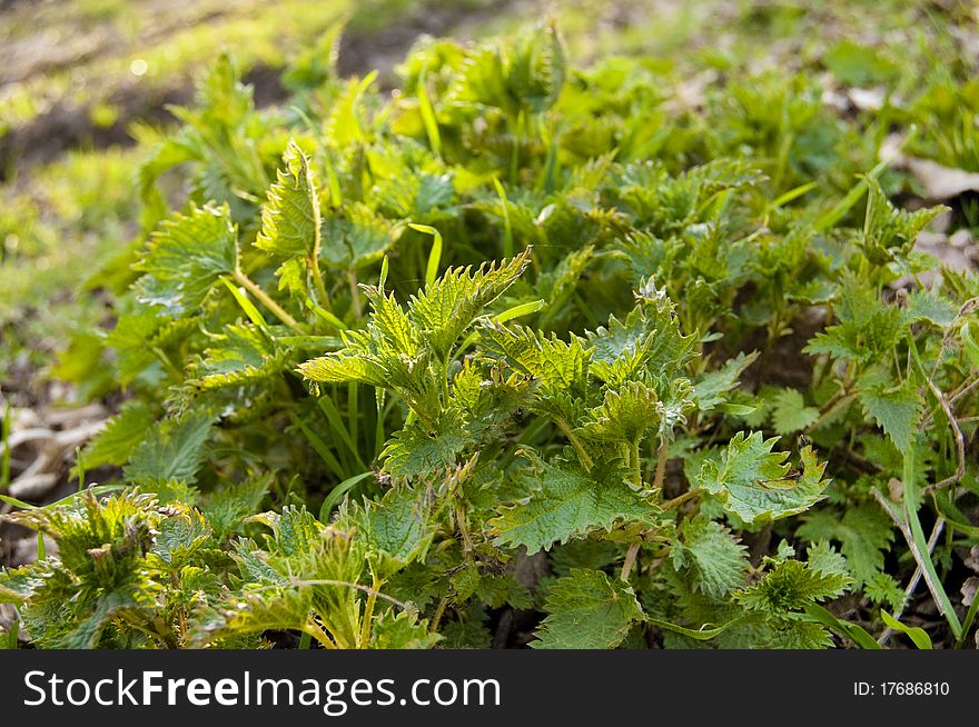 Fresh Stinging Nettle in springtime