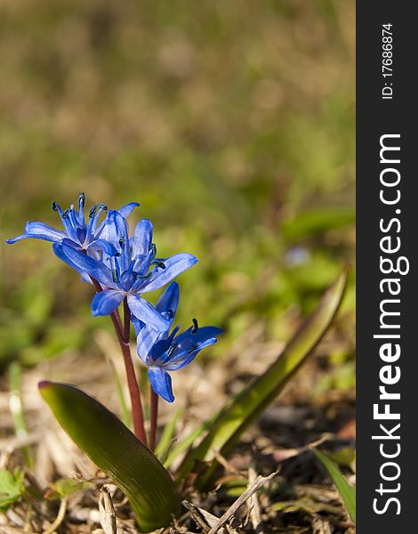 Blue Flower in early springtime