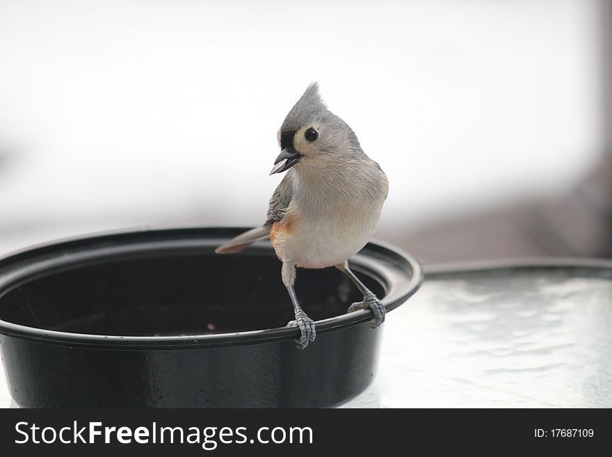 Tufted Titmouse with Sunflower Seed in Beak #2