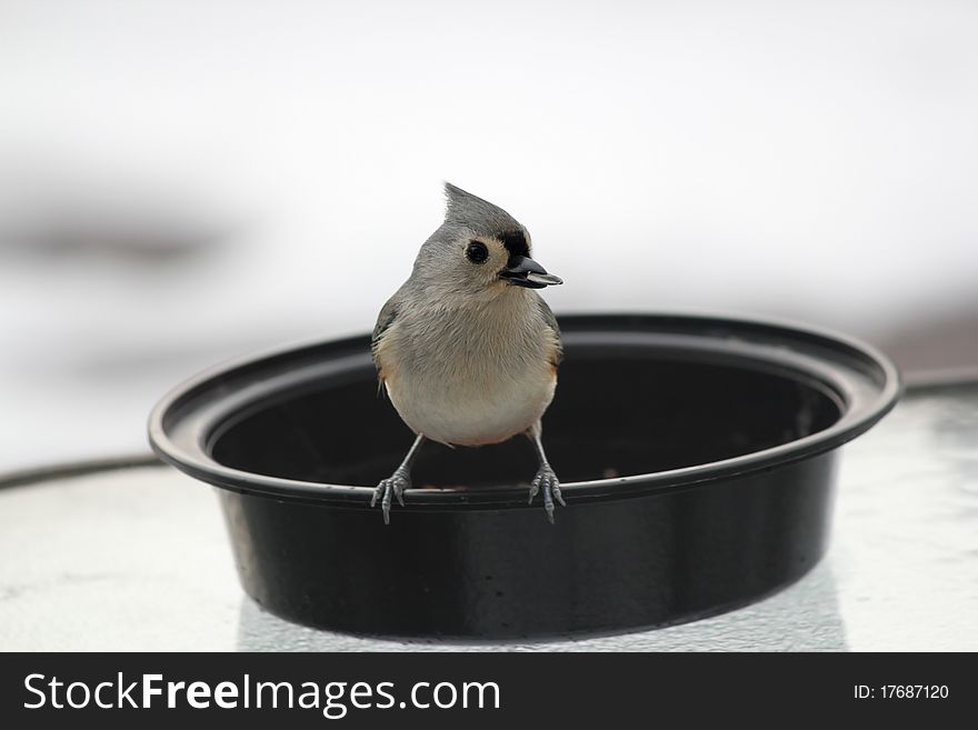 Tufted Titmouse with Sunflower Seed in Beak #3