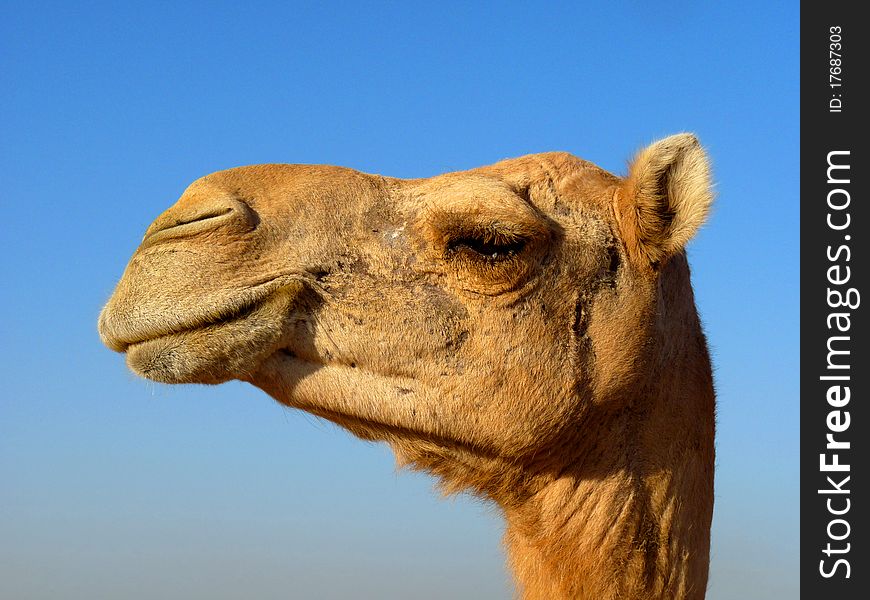 Arabian Camel with Blue Sky Background. Arabian Camel with Blue Sky Background