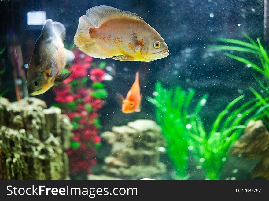 Aquarium Fish in sushi cafe