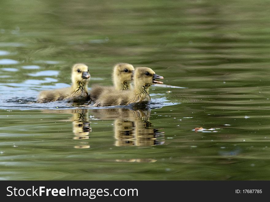 Greylag Goose Goslings