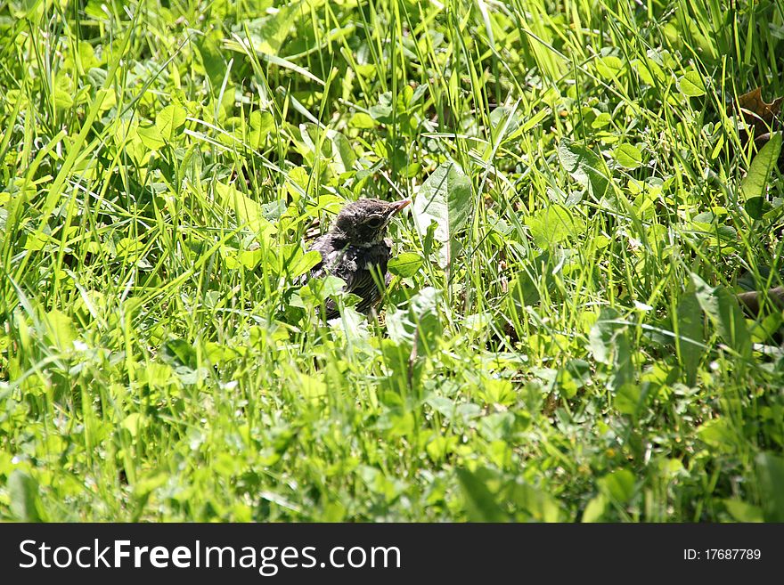 Baby Robin siting in grass.