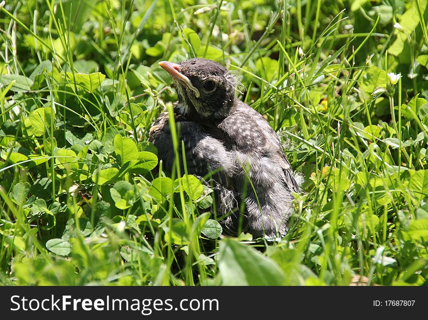 Baby Robin siting in grass.