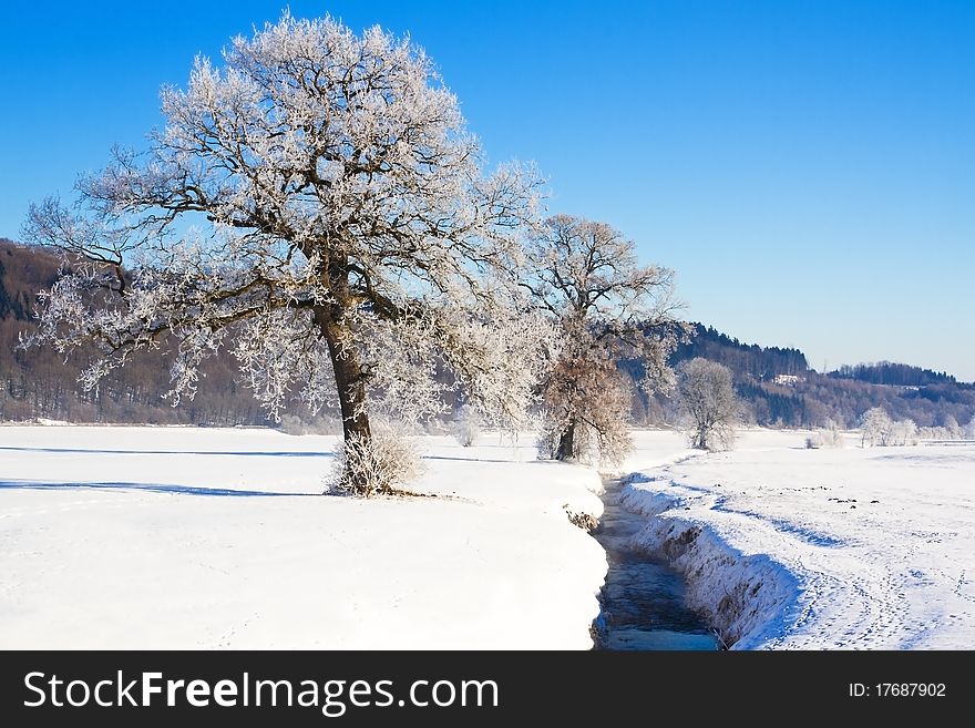 Tree covered with hoarfrost in winter