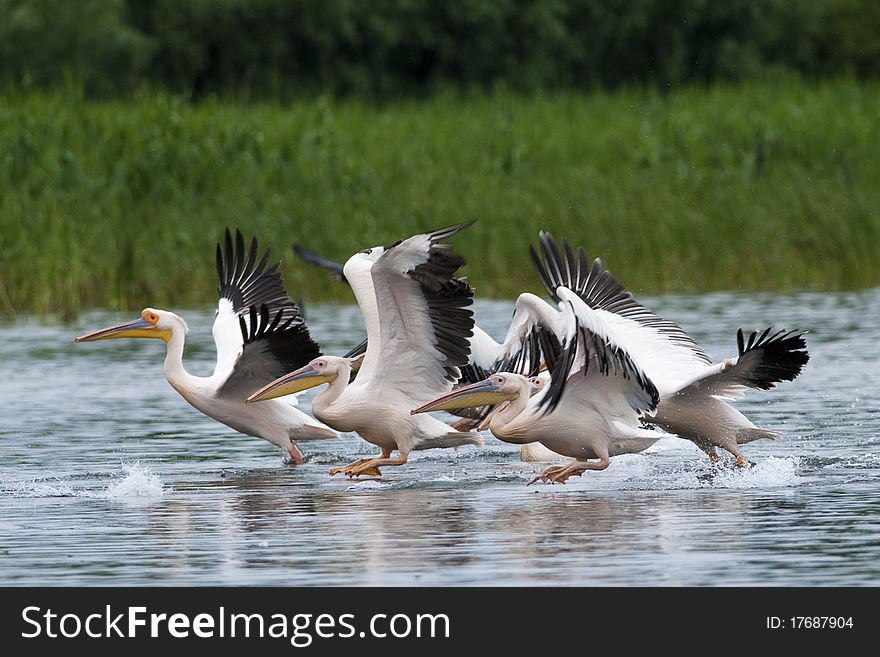 White Pelicans flock taking off