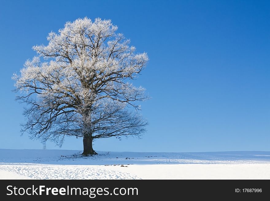 Tree covered with hoarfrost