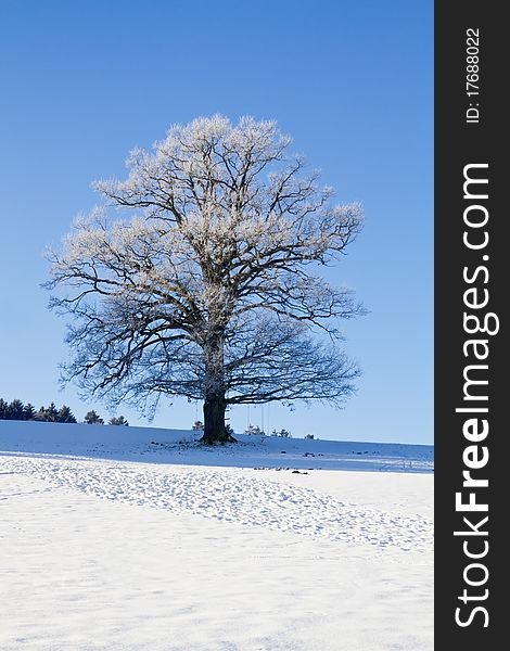 Tree covered with hoarfrost in winter against blue sky