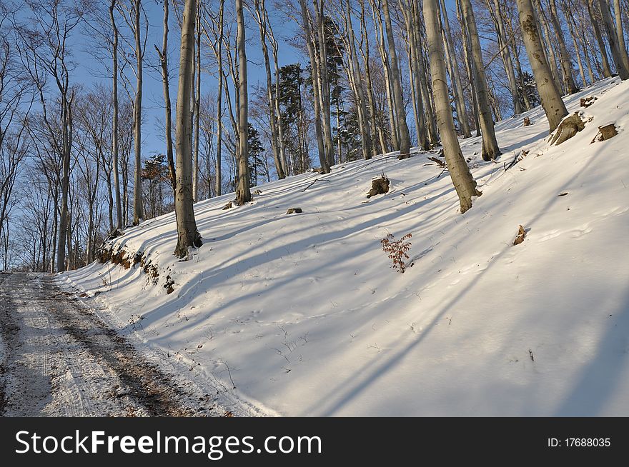 Fores slope and long shadow. Fores slope and long shadow