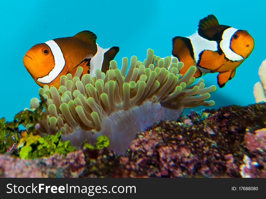 Clownfish Pair in anemone site
