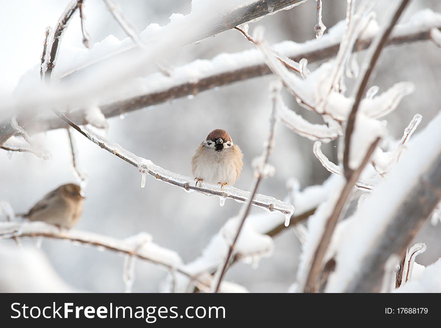 Tree Sparrow in winter forest