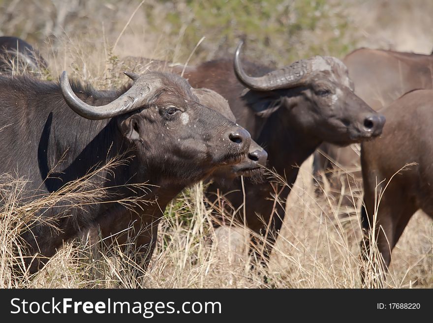 Herd of Cape Buffalo in the African bush