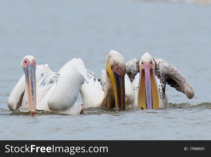 White Pelicans Fishing in Danube Delta