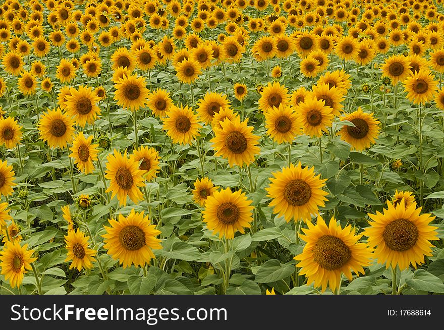 Ripe Sunflowers Field in Summer