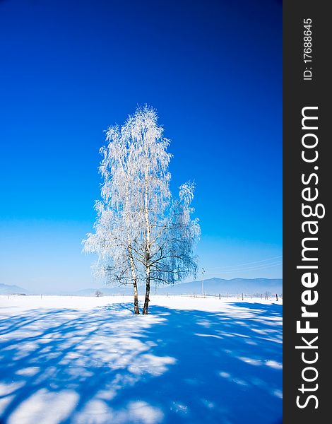 Winter tree