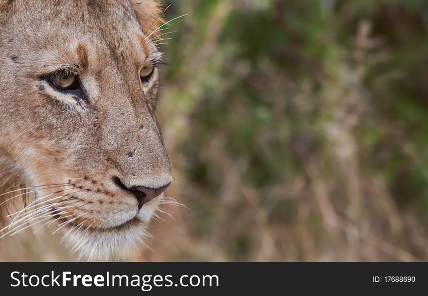 A young male lion in the Greater Kruger Transfrontier Park, South Africa. Copy space included. A young male lion in the Greater Kruger Transfrontier Park, South Africa. Copy space included.