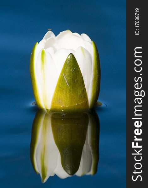 White Waterlily Bud with reflection