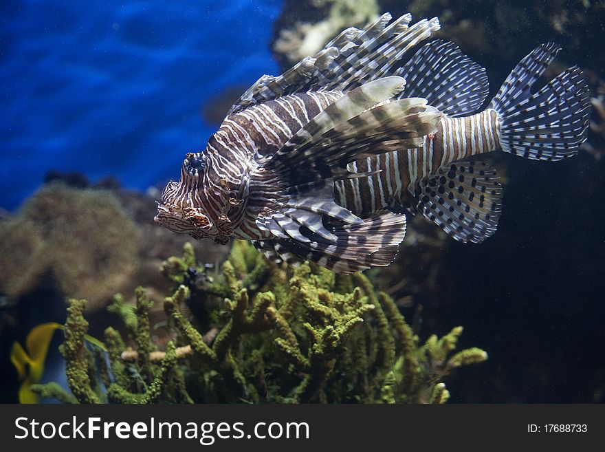 Lion Fish Coral Reef Salt Water. Lion Fish Coral Reef Salt Water