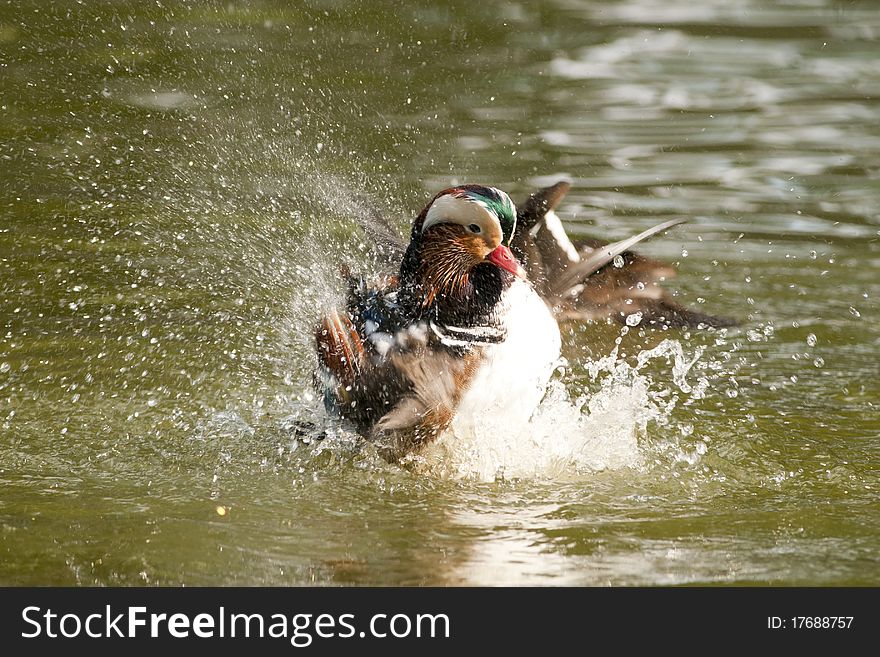 Mandarin Duck Drake Splashing