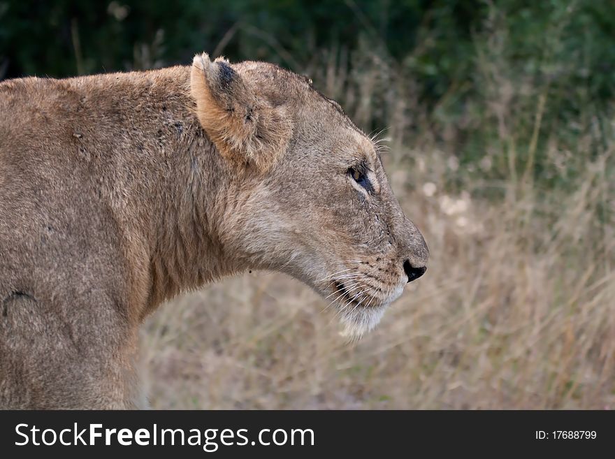 A lioness in the Greater Kruger Transfrontier Park, South Africa. A lioness in the Greater Kruger Transfrontier Park, South Africa.