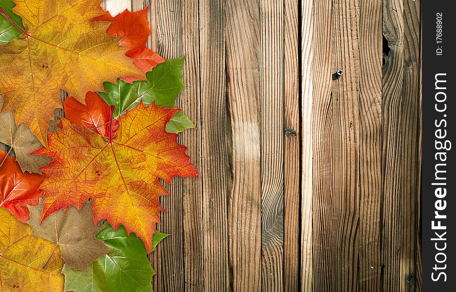 Colorful Autumnal leaf on wooden wall texture