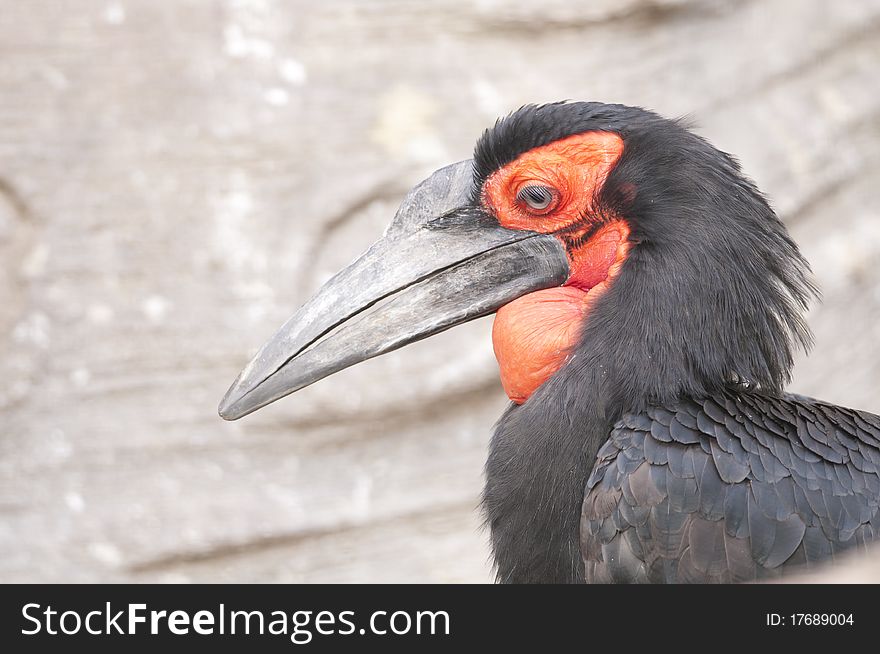 Cafer or Southern Ground Hornbill