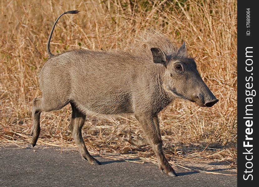 A warthog piglet running on a road in the Kruger National Park, South Africa. A warthog piglet running on a road in the Kruger National Park, South Africa