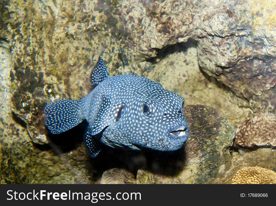 Guineafowl Puffer (Arothron meleagris) in Aquarium