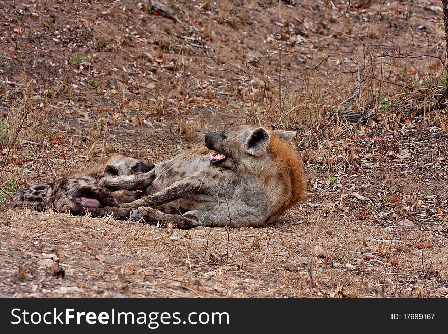 Spotted hyena in Kruger National Park, South Africa, with two young suckling. Spotted hyena in Kruger National Park, South Africa, with two young suckling