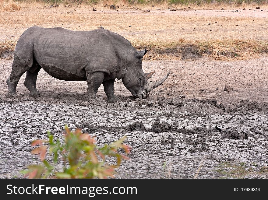 Single white rhinoceros enjoying a mud bath in the Kruger National Park, South Africa during the dry season. Single white rhinoceros enjoying a mud bath in the Kruger National Park, South Africa during the dry season