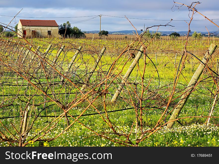 Vineyard  Portuguese Farm.