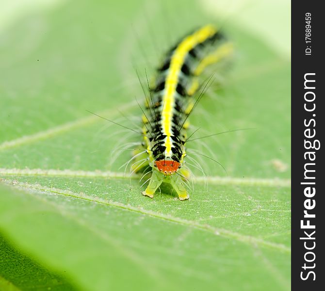 A Cute Caterpillar On Leaf