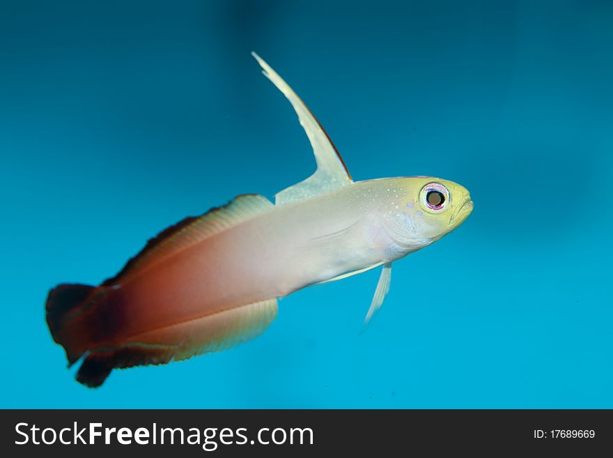 Purple Firefish Dartfish (Nemateleotris decora) in Aquarium