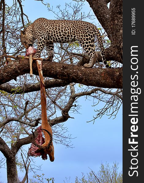Young male leopard in a tree with his kill, an impala ram in Sabi Sand nature reserve, South Africa. Young male leopard in a tree with his kill, an impala ram in Sabi Sand nature reserve, South Africa