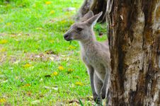 Eastern Grey Kangaroo Stock Photography