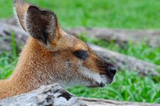 Whiptail (Pretty-faced) Wallaby Stock Images Whiptail (Pretty-faced) Wallaby Stock Images
