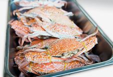 Steamed Blue Crab Royalty Free Stock Photography Steamed Blue Crab Royalty Free Stock Photography