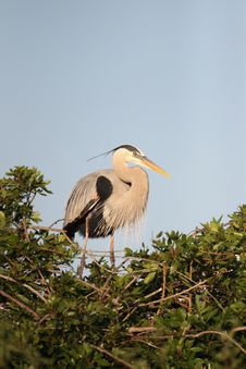 Great Blue Heron Stock Image